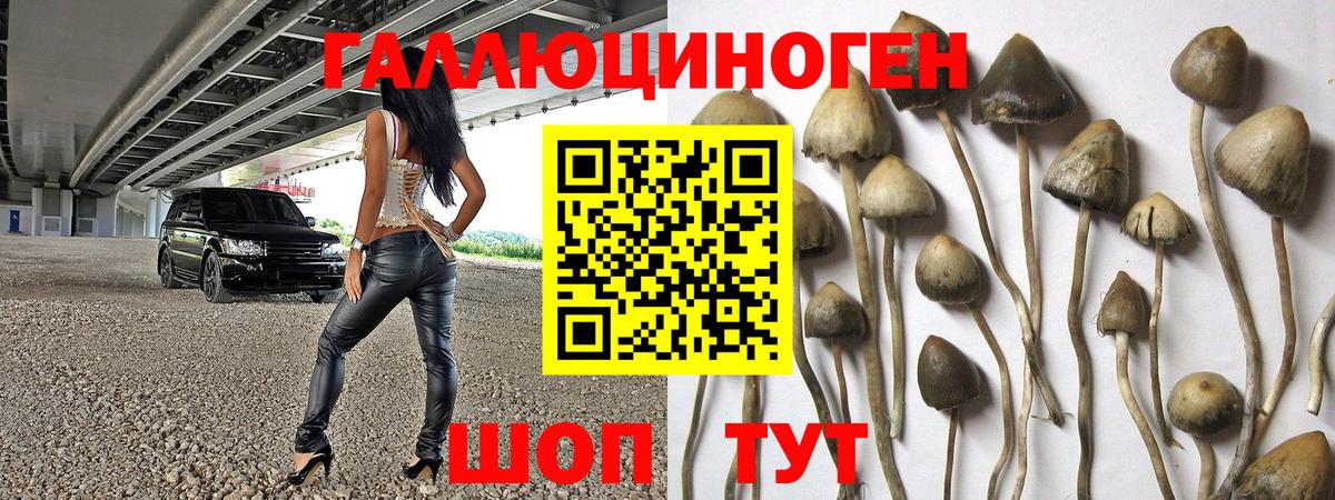 Псилоцибиновые грибы Psilocybe  Вход с VPN  Псилоцибиновые грибы GOLDEN TEACHER  Вологда 
